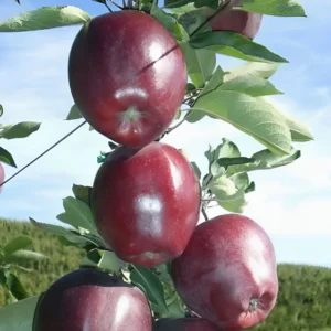 Яблоня Джеромини