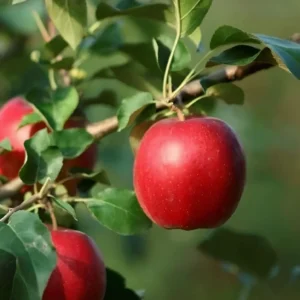 Яблоня Моди