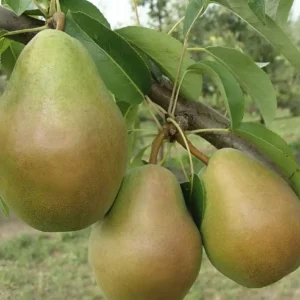 Груша Просто Мария