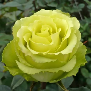Роза Доллар