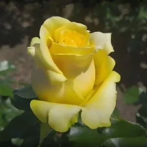 Роза Хаммер