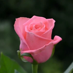 Роза Карина