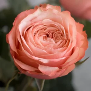 Роза Кахала