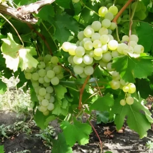 Виноград Сурученский