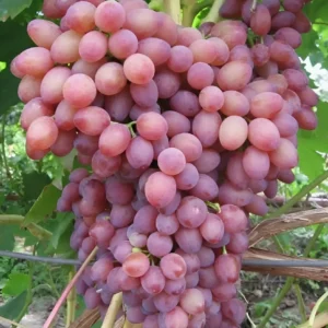 Виноград Кишмиш Лучистый