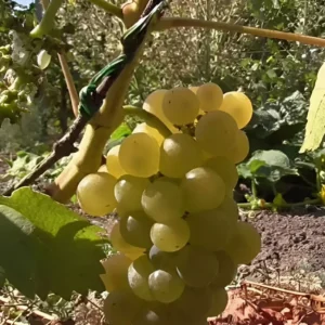 Виноград Мускат Отонель