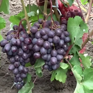 Виноград Память Учителя
