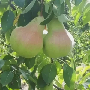 Груша Осень Буковины